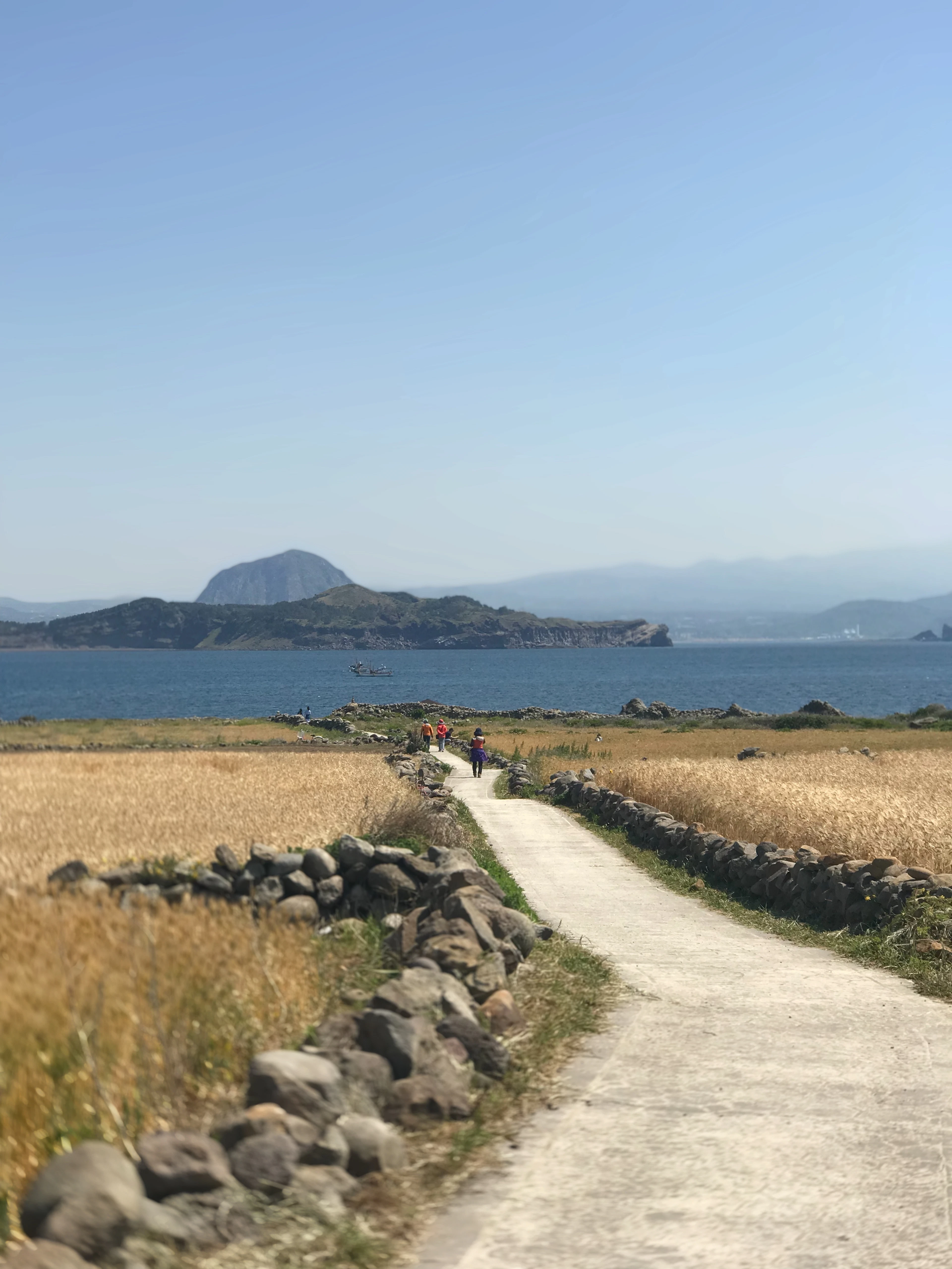 A stone-walled path through golden barley fields leads toward a volcanic tuff-cone mountain by the sea.