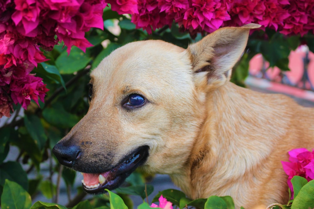 brown coated dog surrounded of purple flowers