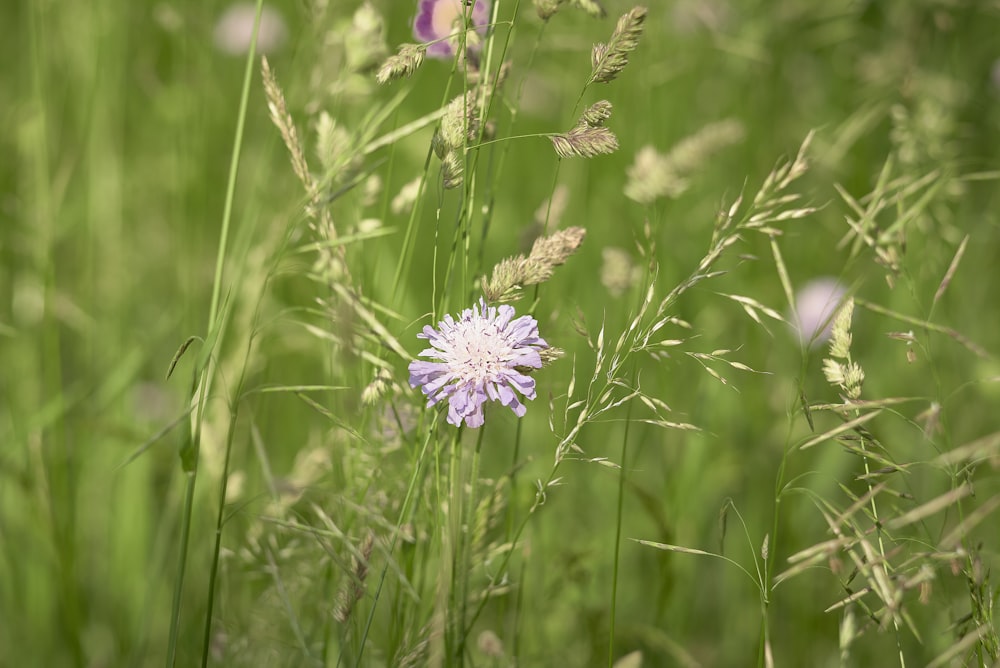 a purple flower in a field of green grass