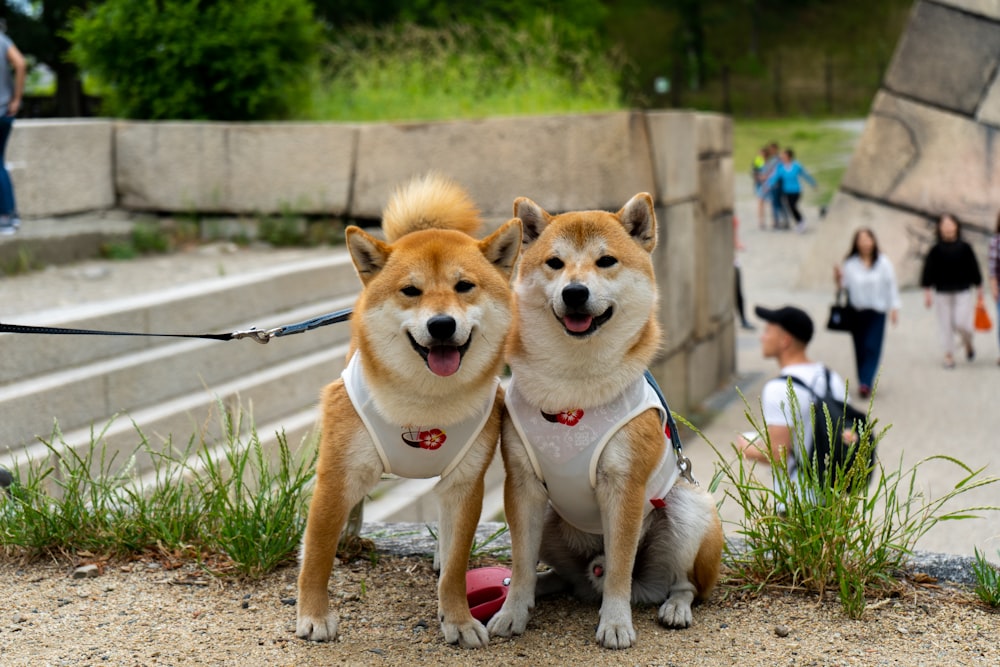 two long-coated brown and white dogs