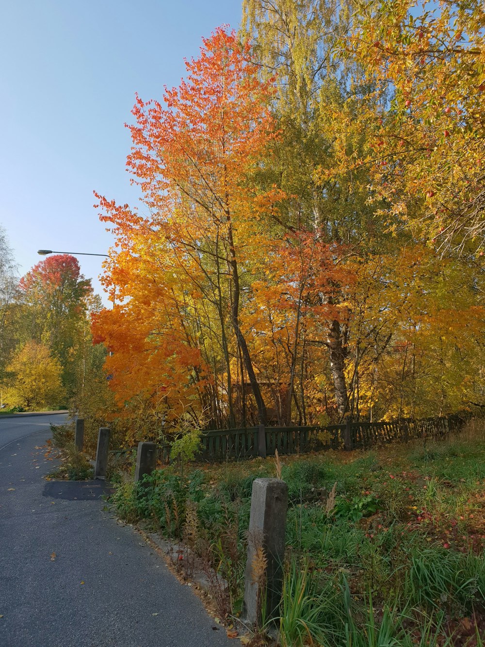 orange and green trees photo during daytime