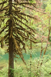 A lush forest scene featuring dense greenery and a turquoise river in the background. The foreground has a tree with branches draped in hanging moss, creating a sense of depth and texture. Various shades of green dominate the landscape, highlighting the vibrancy of the natural environment.