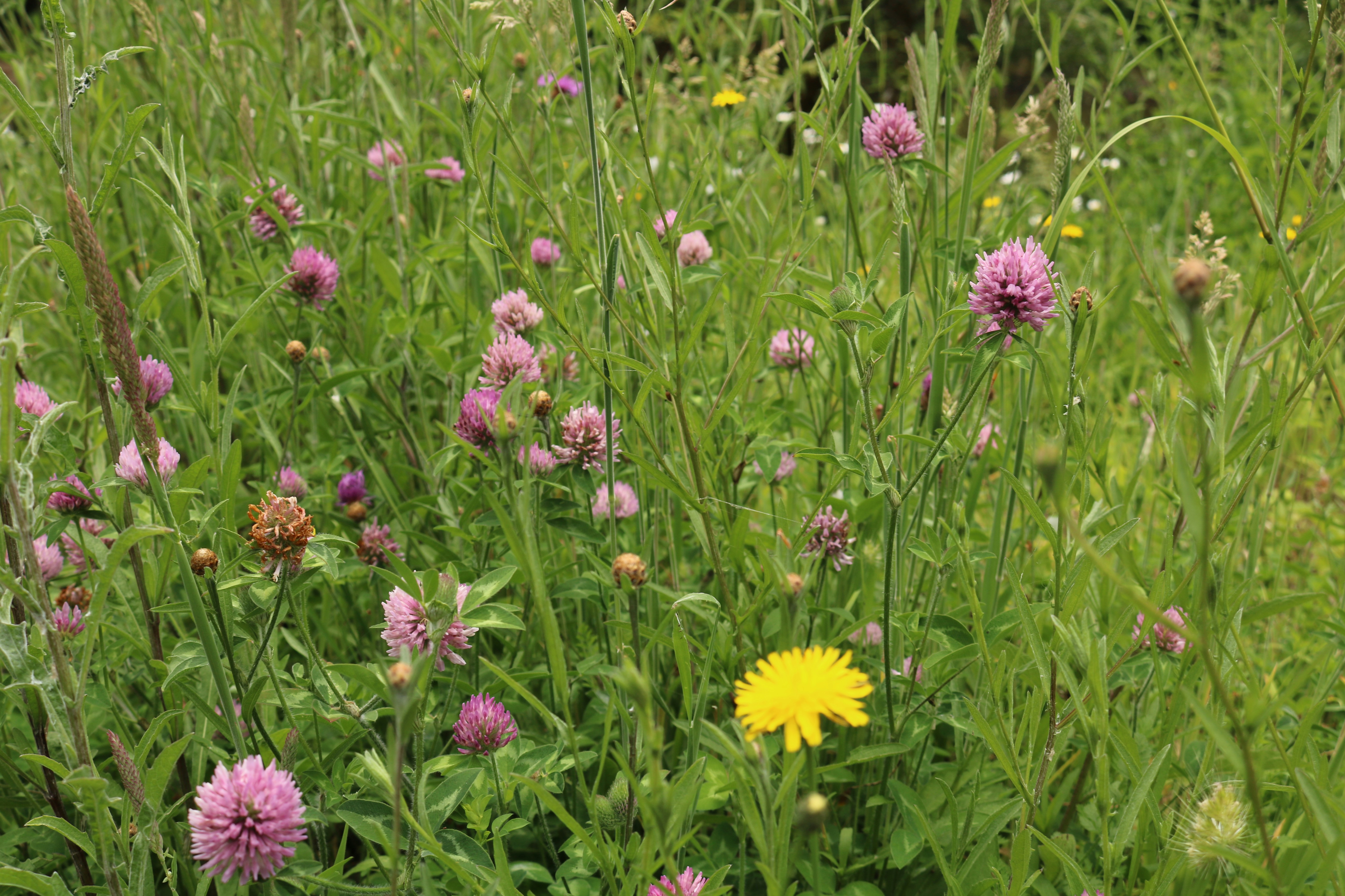 Photo by davidjboozer