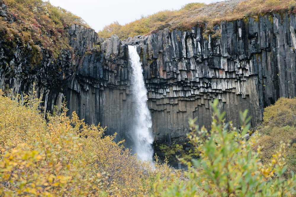 waterfalls near plants