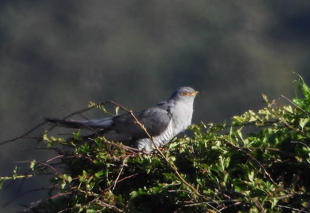 gray bird on tree