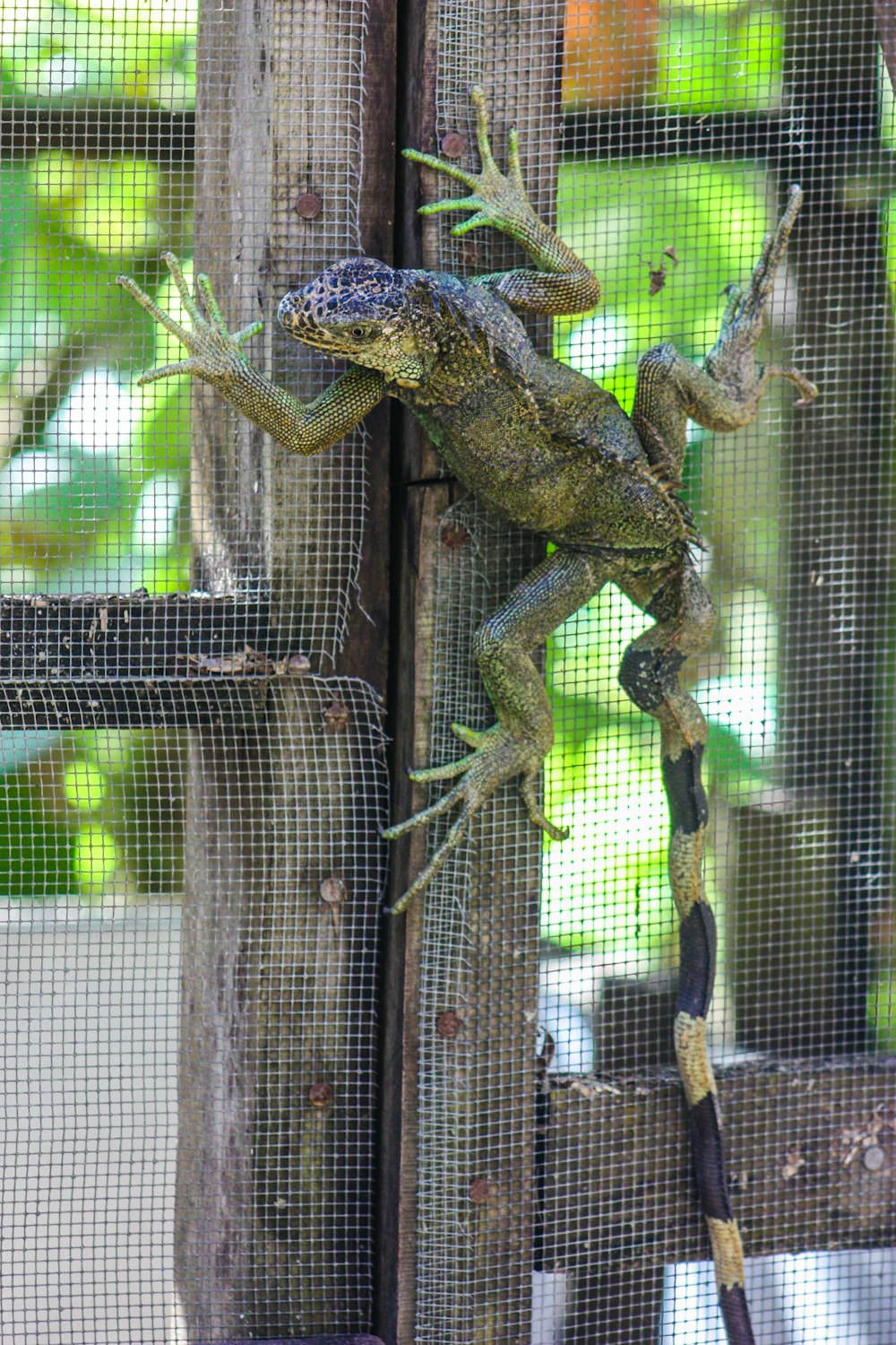 green lizard