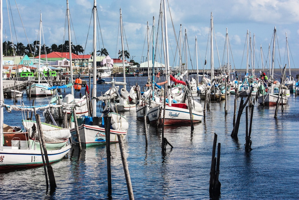 white sailing boats