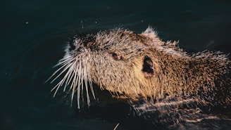 A large rodent partially submerged in dark water, with long whiskers, a rough fur coat, and prominent ears visible. The fur is wet and appears slick, while the animal maintains a calm and alert demeanor.