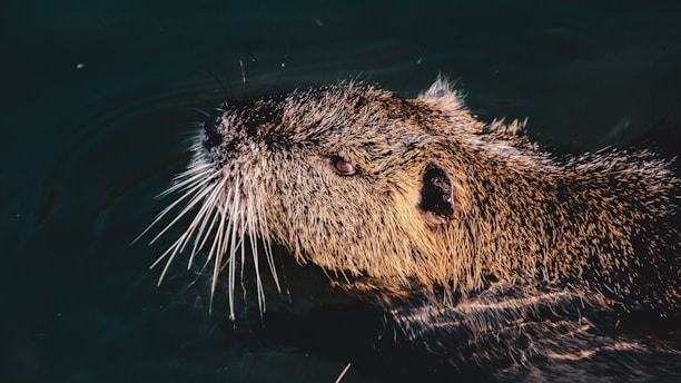 A large rodent partially submerged in dark water, with long whiskers, a rough fur coat, and prominent ears visible. The fur is wet and appears slick, while the animal maintains a calm and alert demeanor.