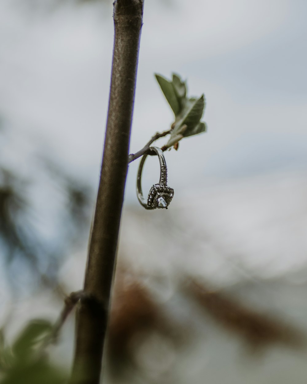 silver-colored ring on tree branch