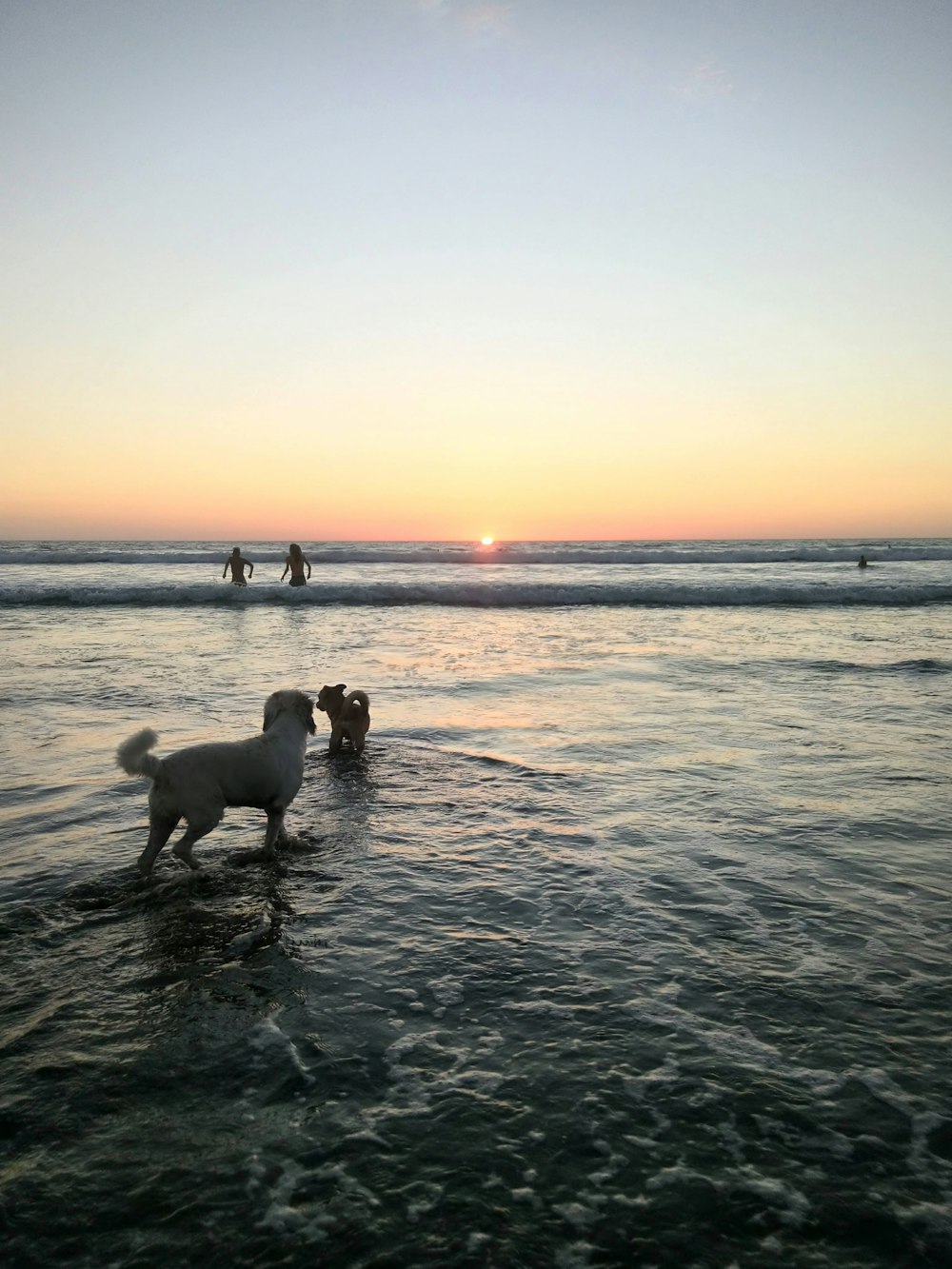 cane bianco in piedi sulla linea della spiaggia