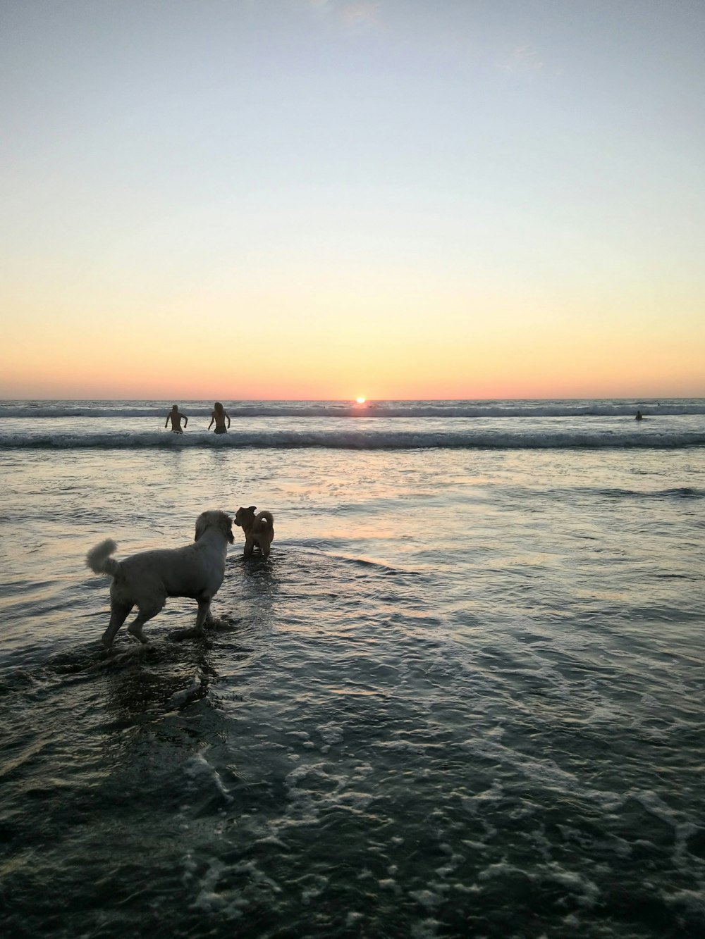 white dog standing on beach line