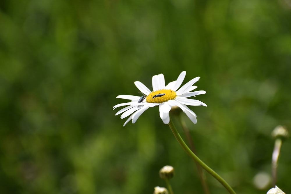 selective focus photography of white petaled flower