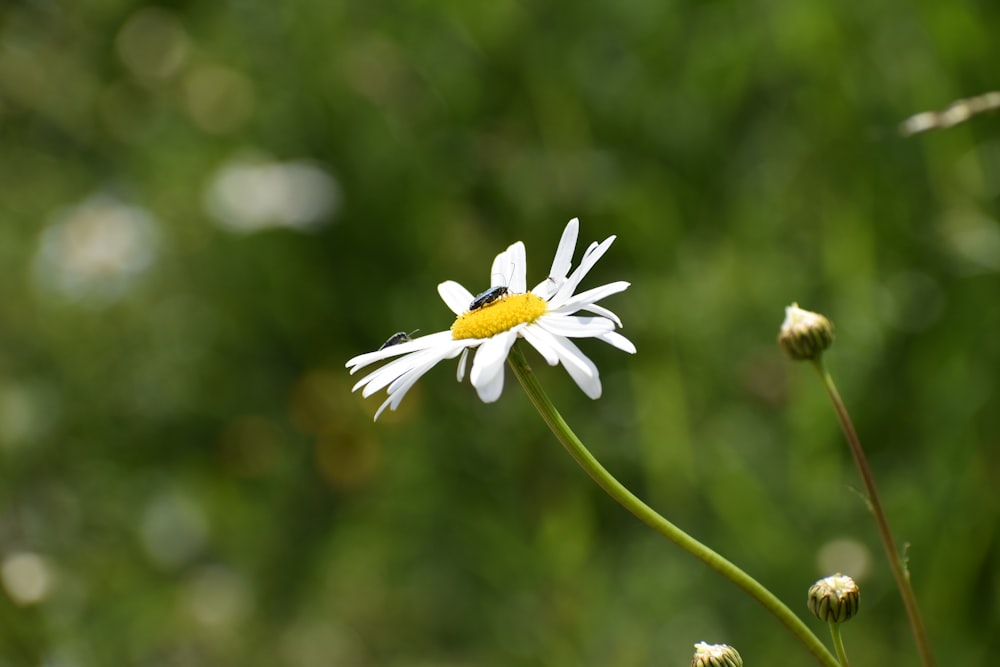 white daisy focus photo