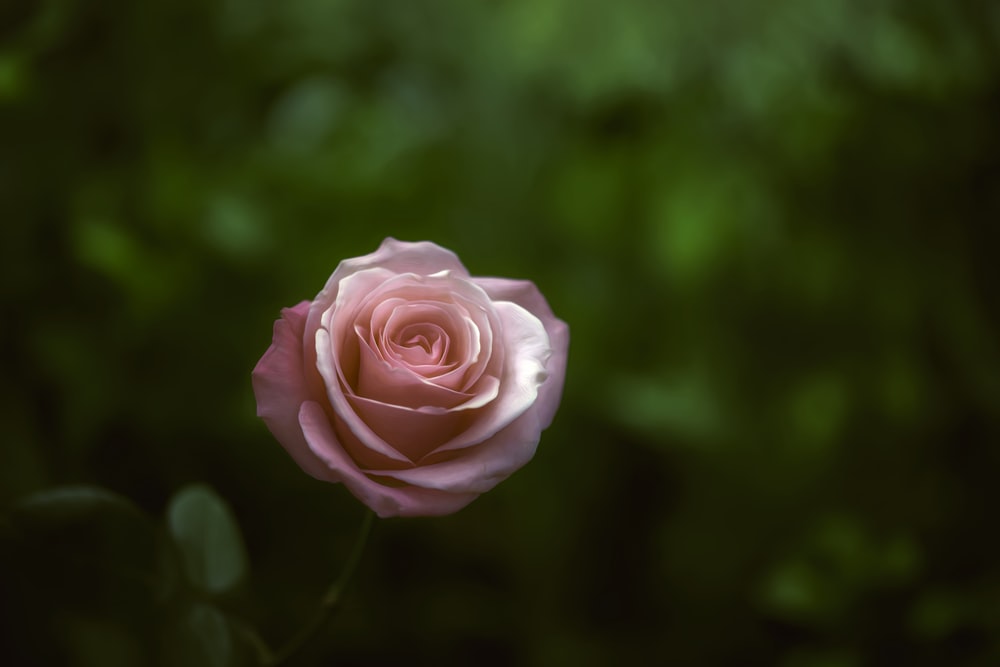 핑크 로즈의 선택적 초점 사진