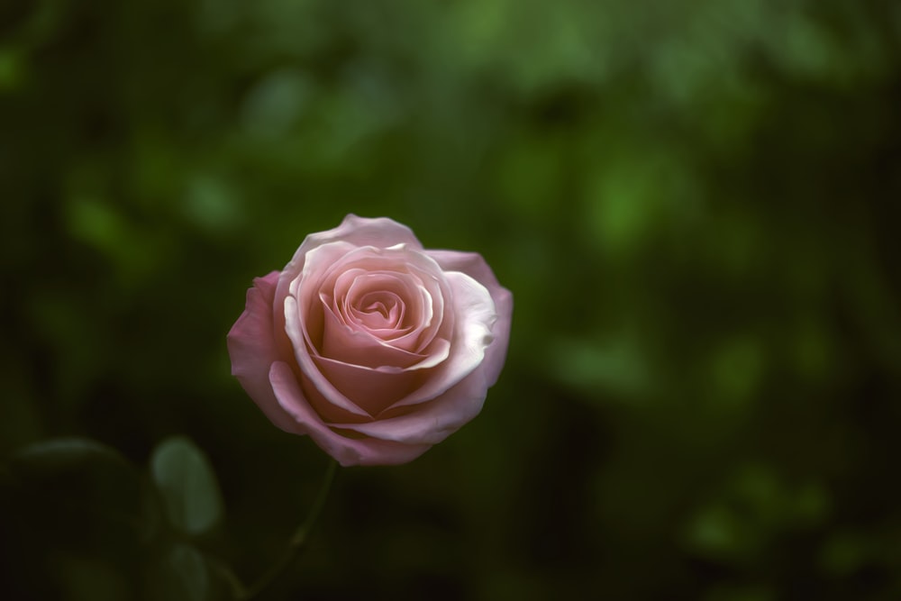 selective focus photography of pink rose