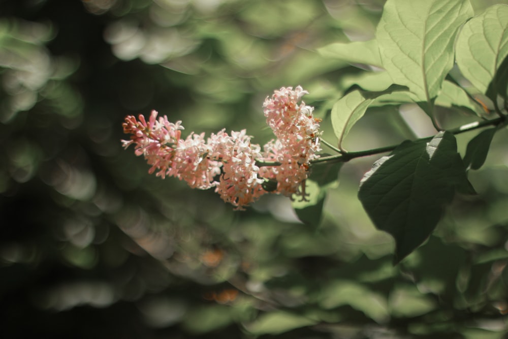 bokeh photography of pink petaled flowers