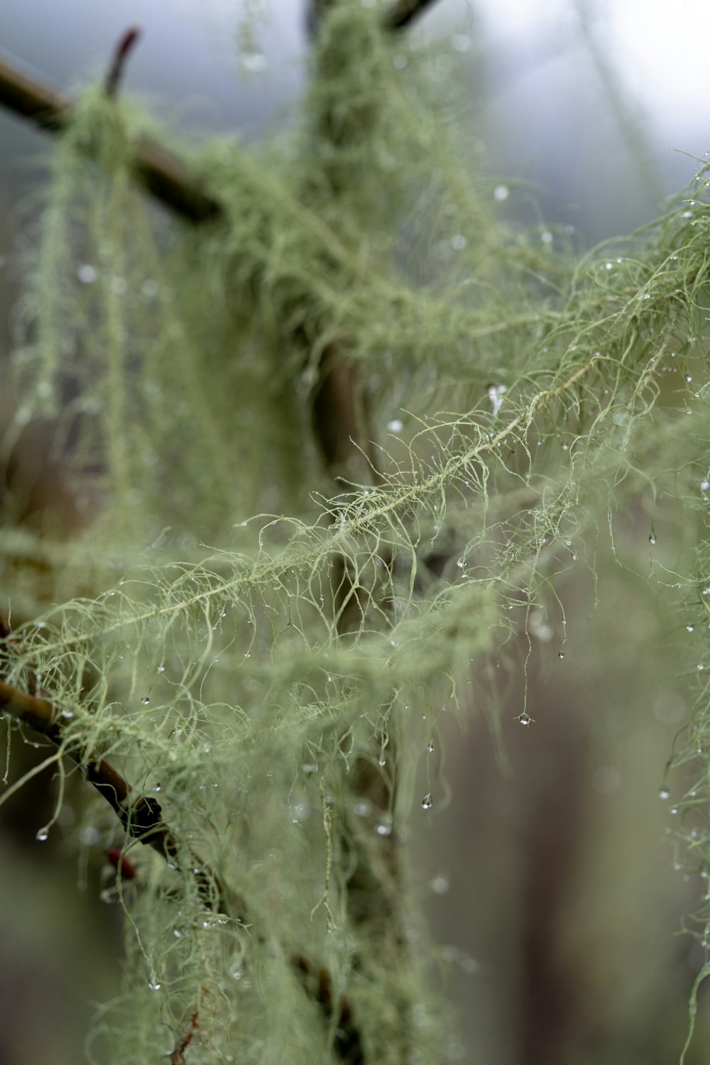 green vines close-up photo