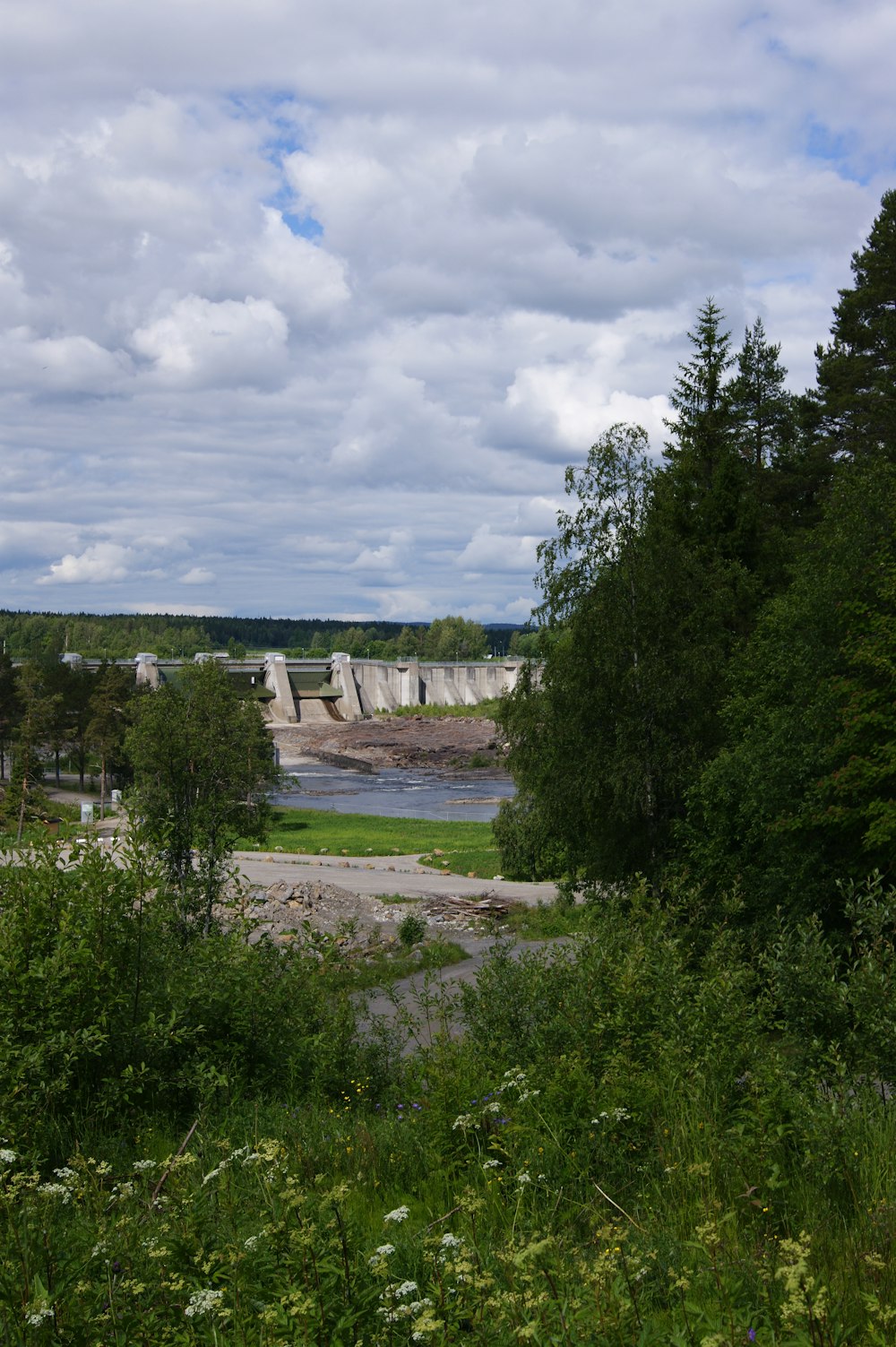 Arbres et mur de béton pendant la journée