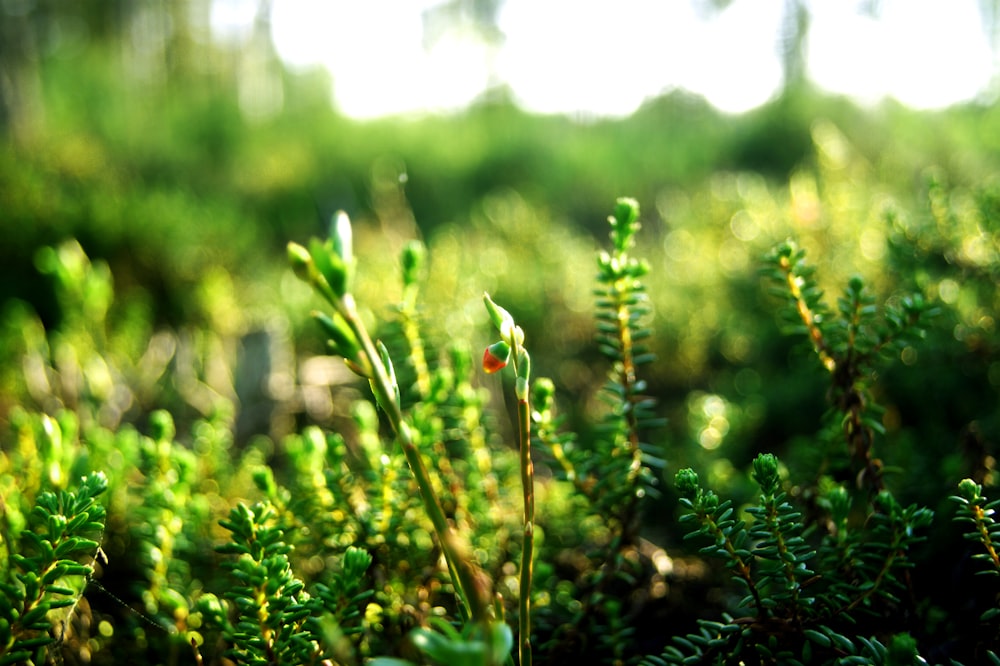 Photographie sélective de plantes vertes