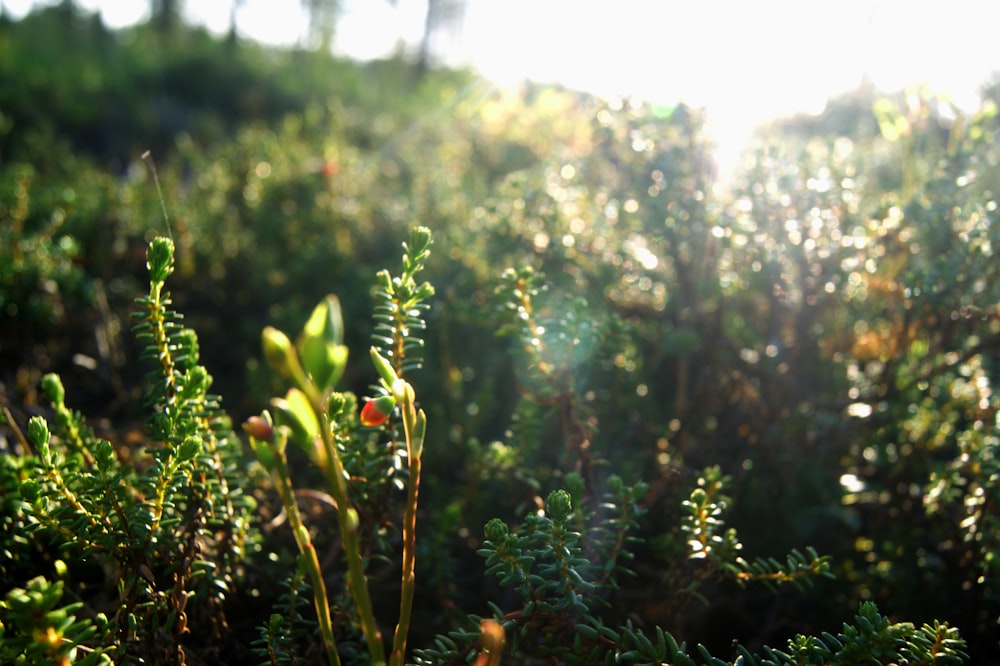 photo de plantes vertes pendant la journée