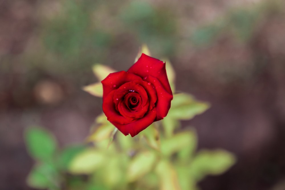 focus photography of red flower