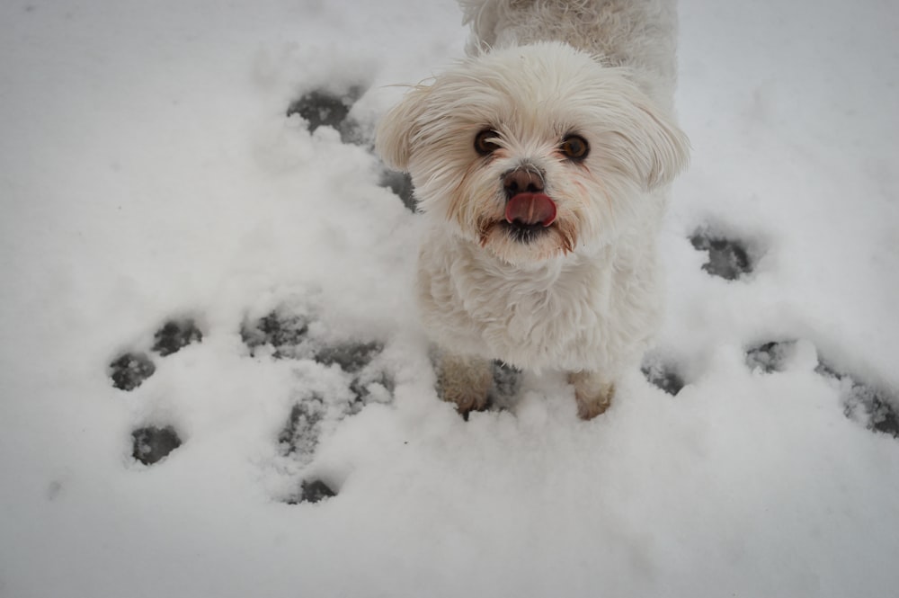 white long coat dog on the snow