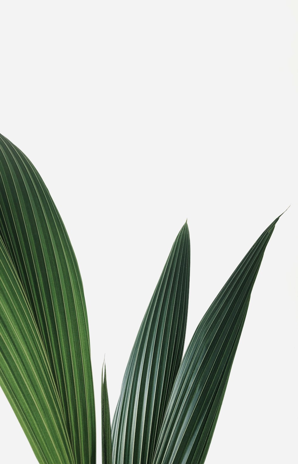 a close up of a plant with a white background