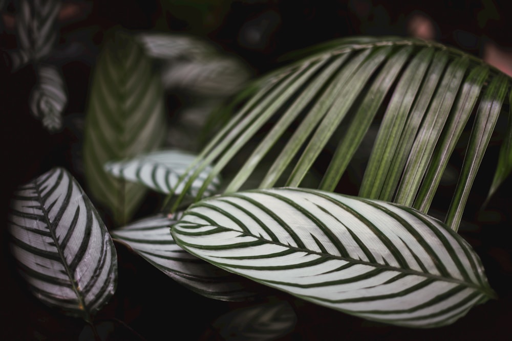 a close up of a green leaf on a plant