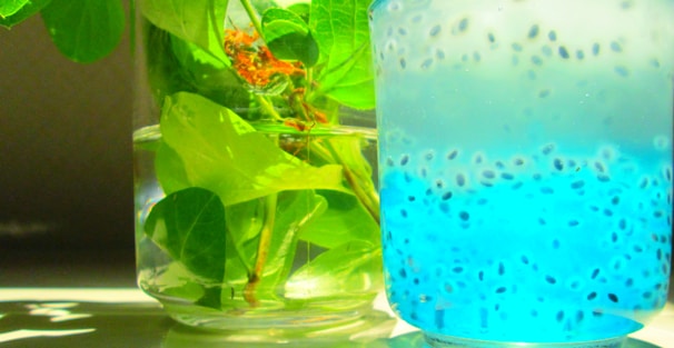 Samples of clean and contaminated water displayed side by side for comparison.