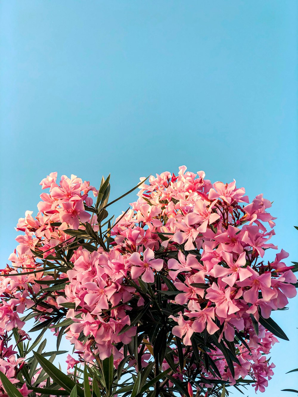 pink petaled flowers under calm blue sky