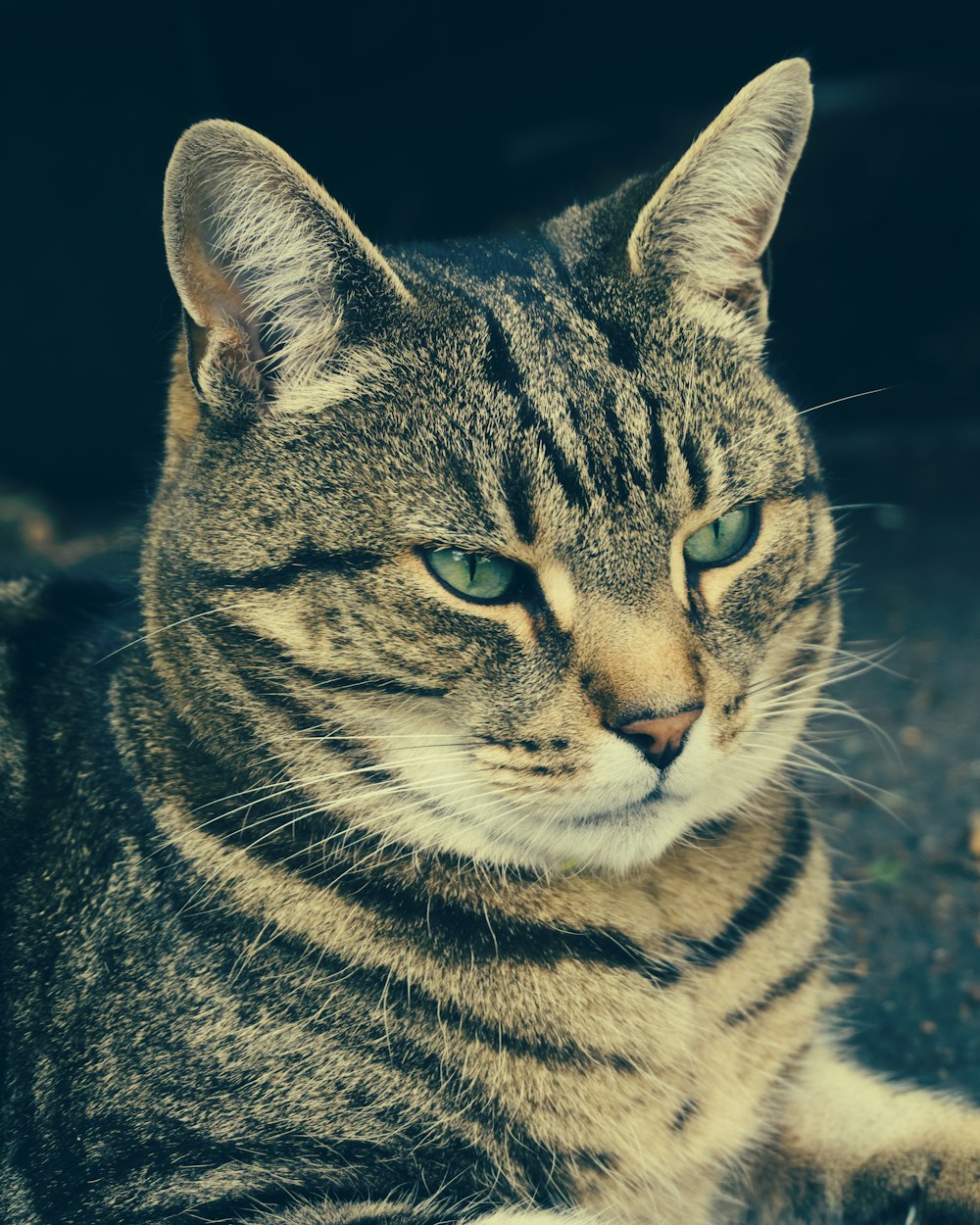 grey tabby cat