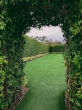 green-leafed plant arch
