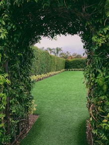green-leafed plant arch