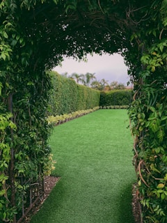 green-leafed plant arch
