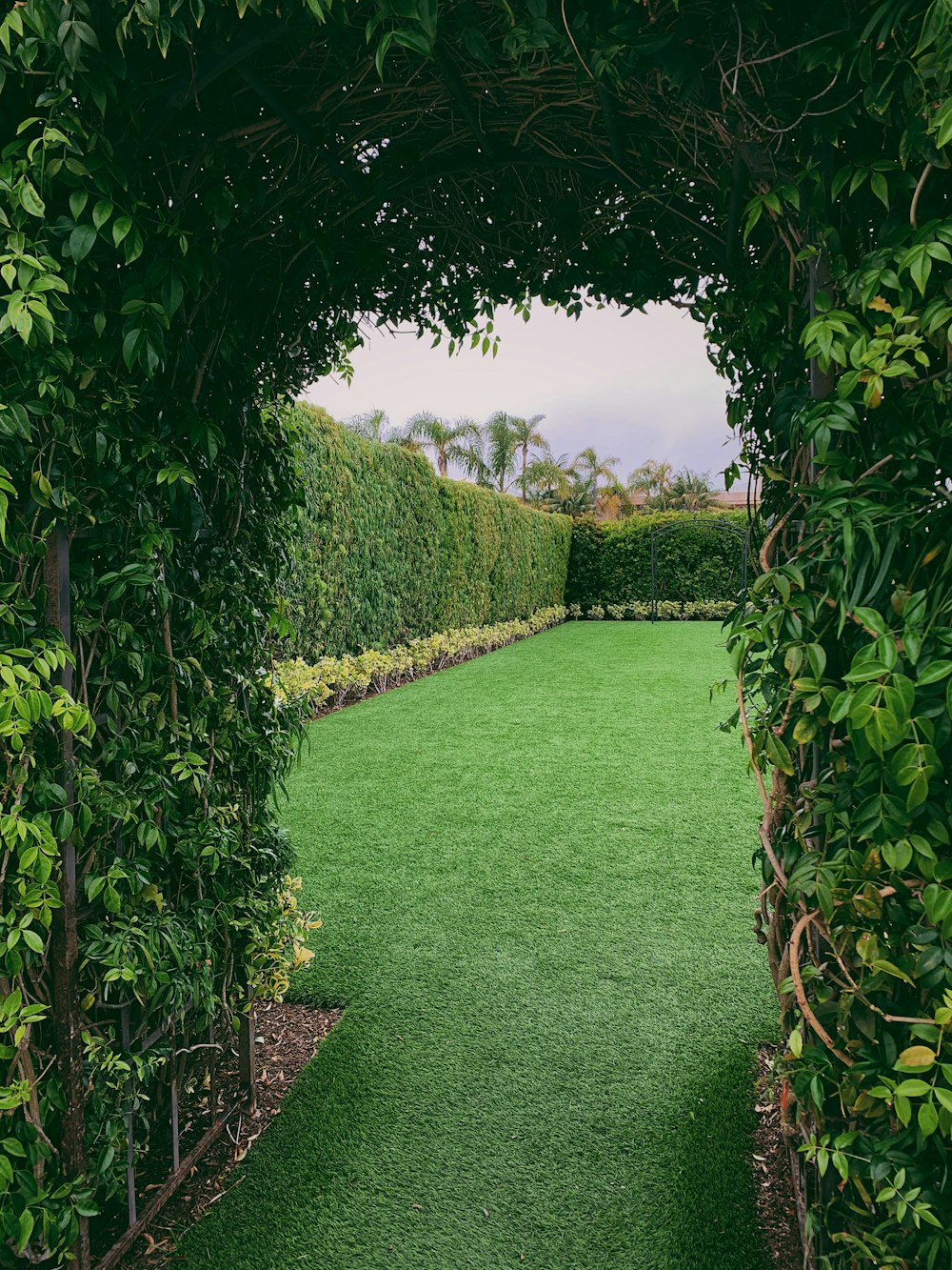 green-leafed plant arch