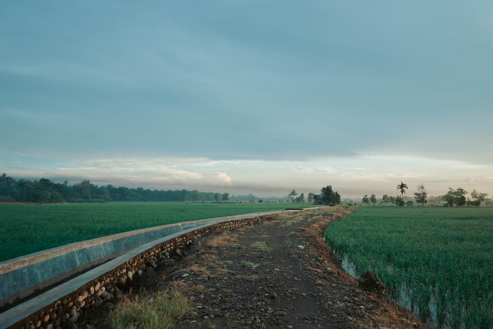 field of plants