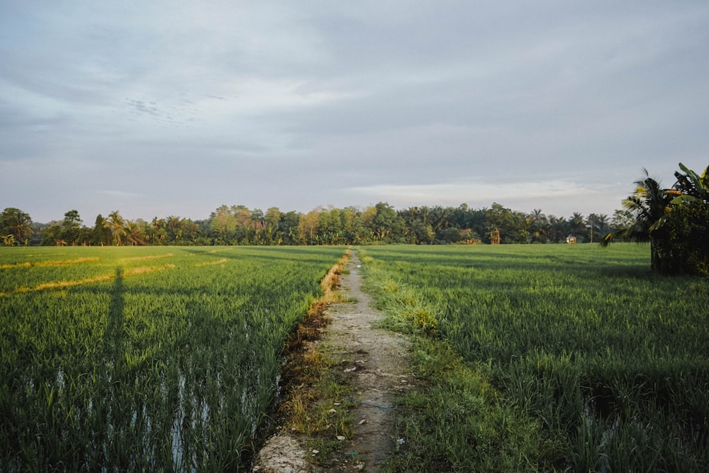 landscape photography of pathway along rice field