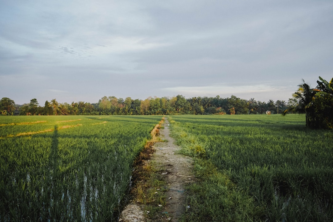 landscape photography of pathway along rice field,