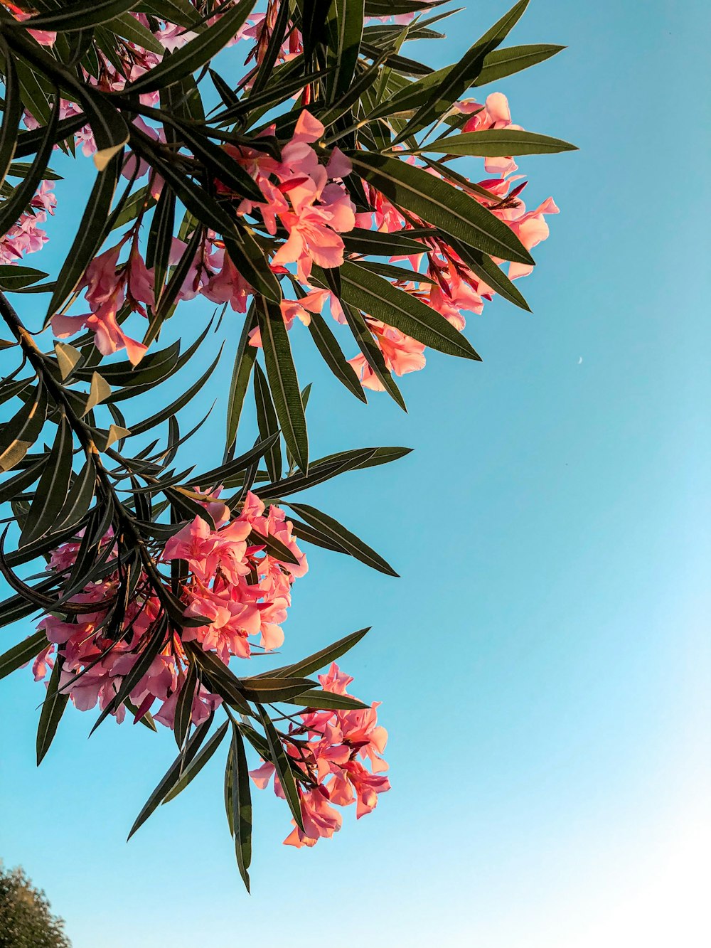 Planta com flor de folhas verdes pétalas cor-de-rosa