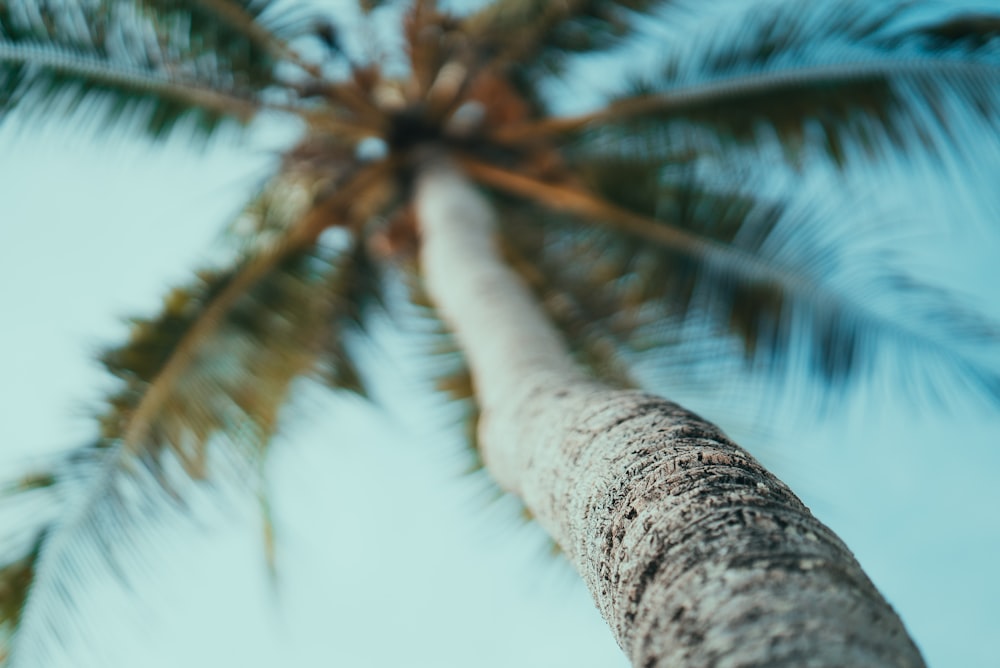 albero di cocco durante il giorno