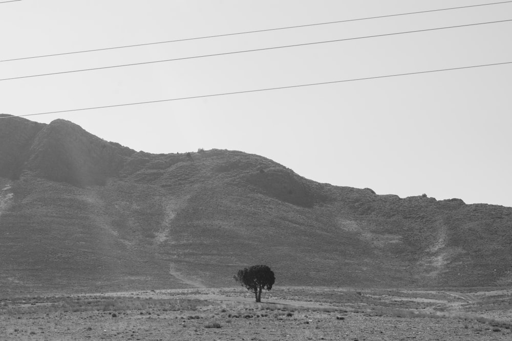 grayscale photo of tree in desert during daytime