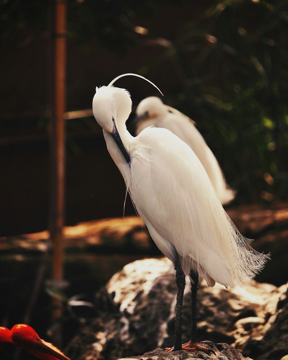 white bird on wooden branch