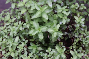 Mint Leaves