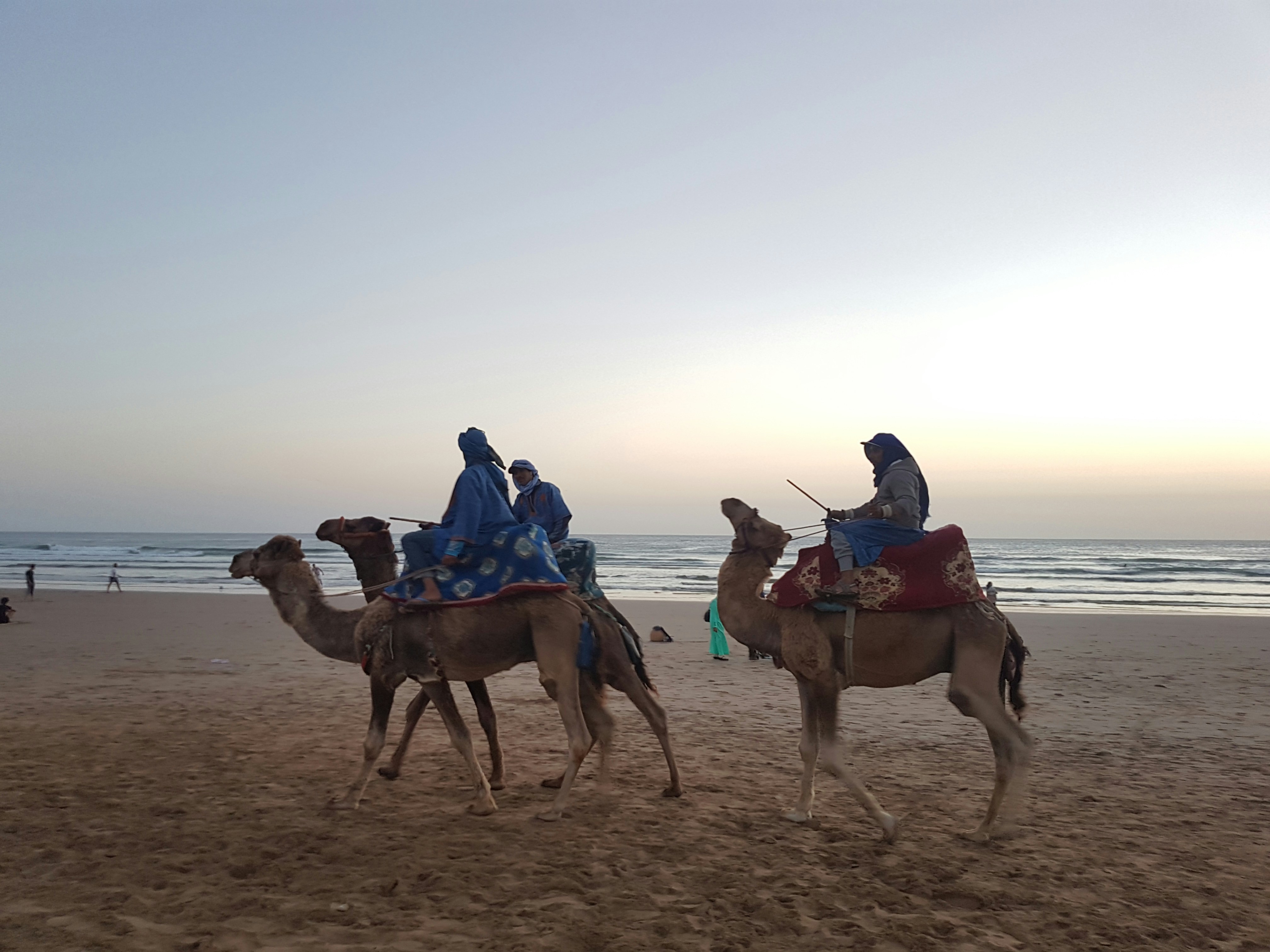 Camel ride Moroccan beach Atlantic coast golden sunset sand timeless tradition silhouette
