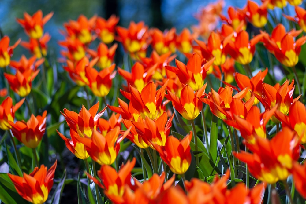 Photographie sélective de tulipes orange et jaunes