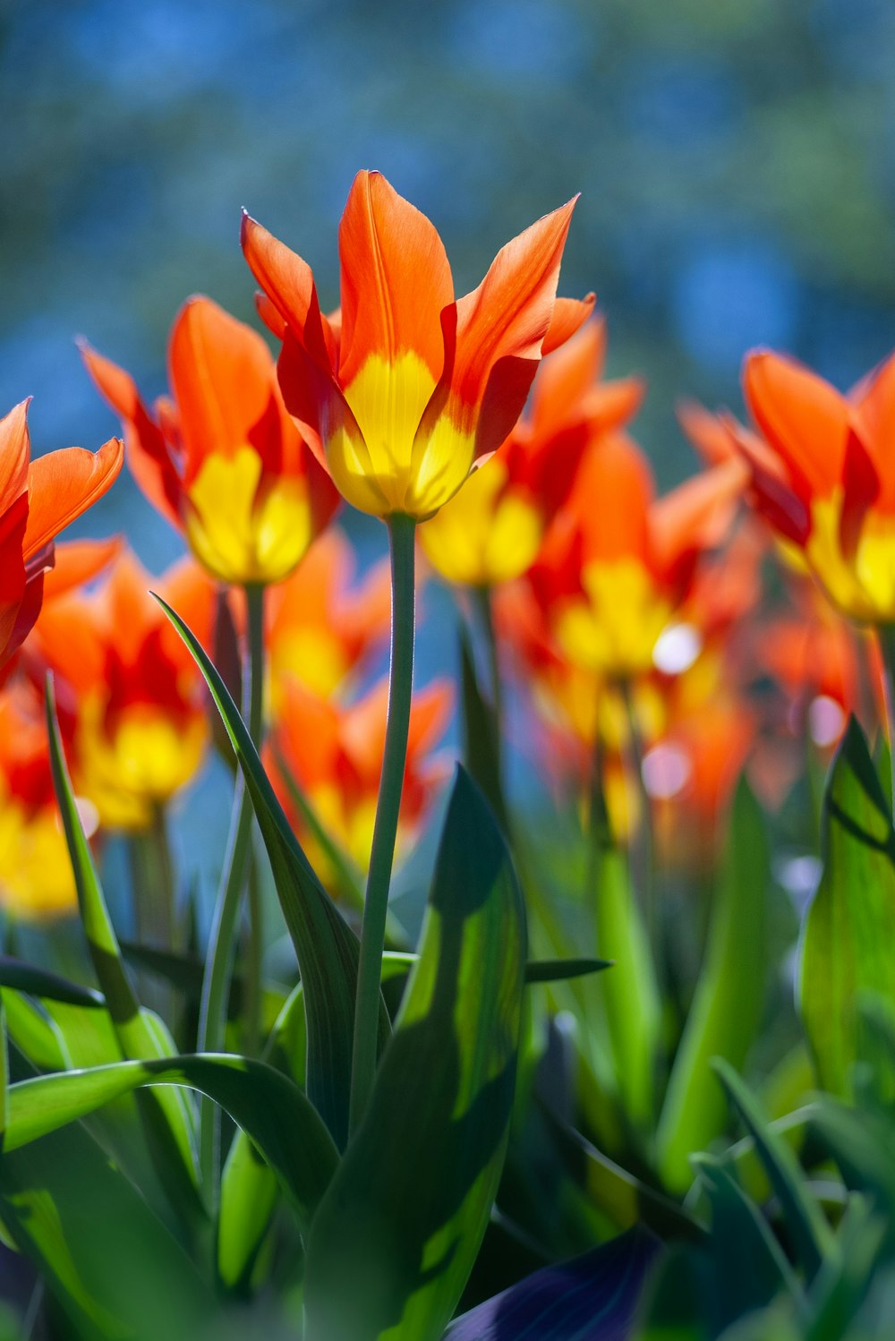 foto de flores rojas y amarillas