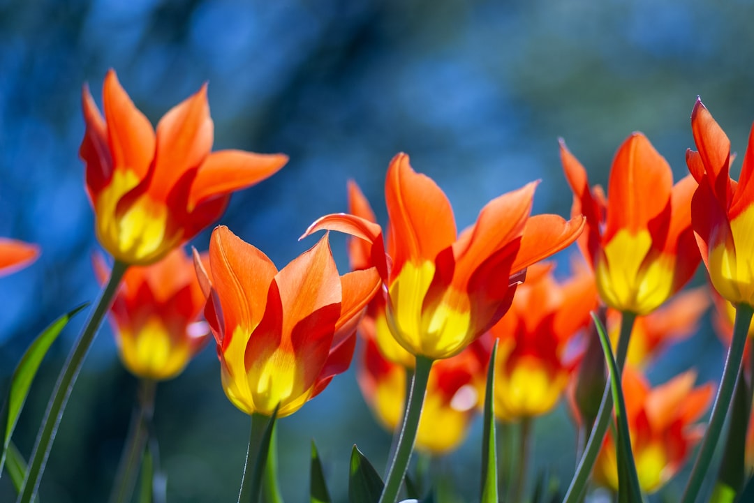 orange and yellow flowers close-up photography