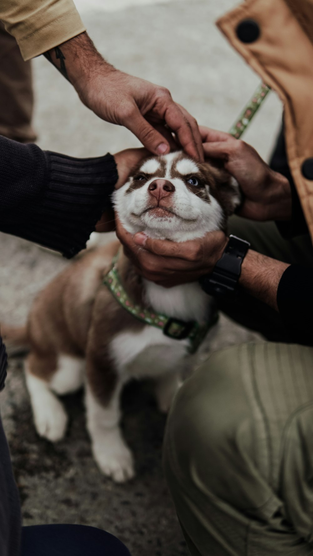 short-coated white and brown puppy