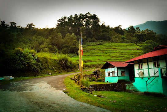 A serene landscape featuring lush green terraced fields against a backdrop of verdant hills and dense trees. Two traditional houses with turquoise and white exteriors and red roofs are situated on the right side along a winding paved road. Prayer flags are positioned near the road, adding a cultural touch to the tranquil setting.